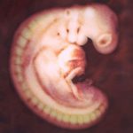 Embrión de apenas 2 semanas 